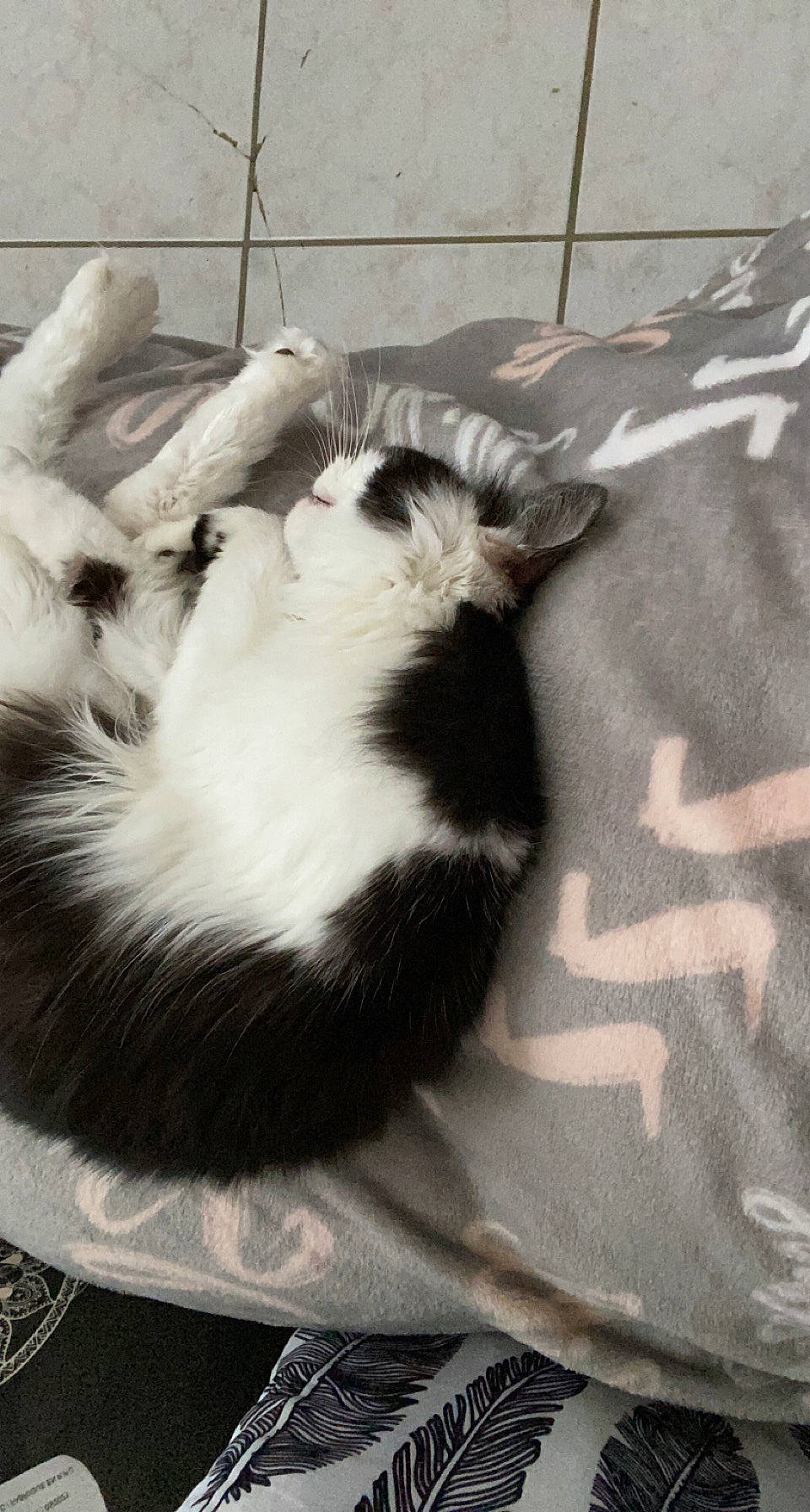 Messy a rejoint le concours — aidez-le/la à gagner de superbes lots ! canidae, carnivore, cat, claw, comfort, companion_dog, dog_breed, domestic_short_haired_cat, felidae, fur, mammal, monochrome, monochrome_photography, paw, small_to_medium_sized_cats, sporting_group, tail, terrestrial_animal, vertebrate, whiskers