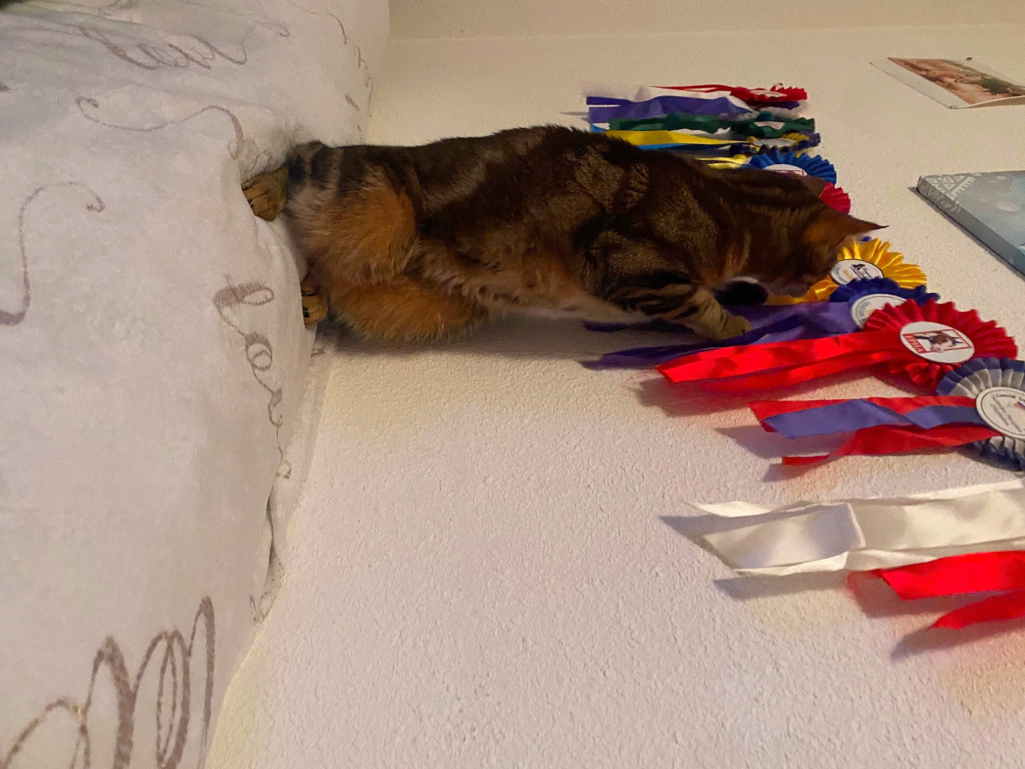 Piston a rejoint le concours — aidez-le/la à gagner de superbes lots ! canidae, carmine, carnivore, cat, claw, companion_dog, dog_breed, fashion_accessory, fawn, felidae, flooring, fur, leash, paw, small_to_medium_sized_cats, snout, sporting_group, tail, whiskers, wood