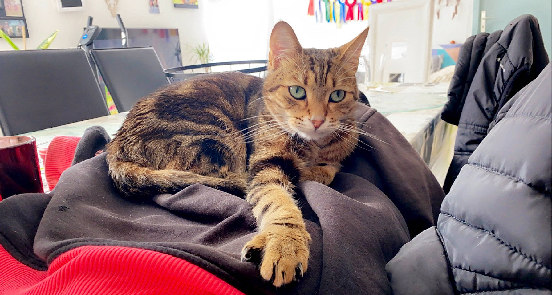 Piston a rejoint le concours — aidez-le/la à gagner de superbes lots ! bed, carnivore, cat, claw, comfort, couch, domestic_short_haired_cat, fawn, felidae, fur, lap, mammal, nap, paw, sitting, small_to_medium_sized_cats, snout, tail, tree, whiskers