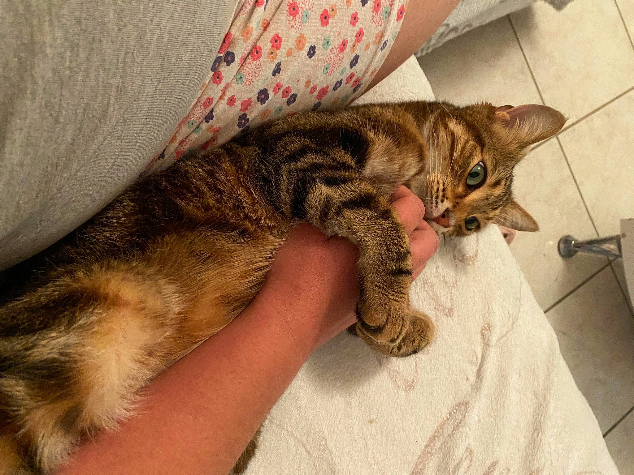 Piston a rejoint le concours — aidez-le/la à gagner de superbes lots ! carnivore, cat, claw, comfort, domestic_short_haired_cat, eye, fawn, felidae, foot, fur, human_leg, linens, nap, pattern, paw, small_to_medium_sized_cats, tail, terrestrial_animal, vertebrate, whiskers