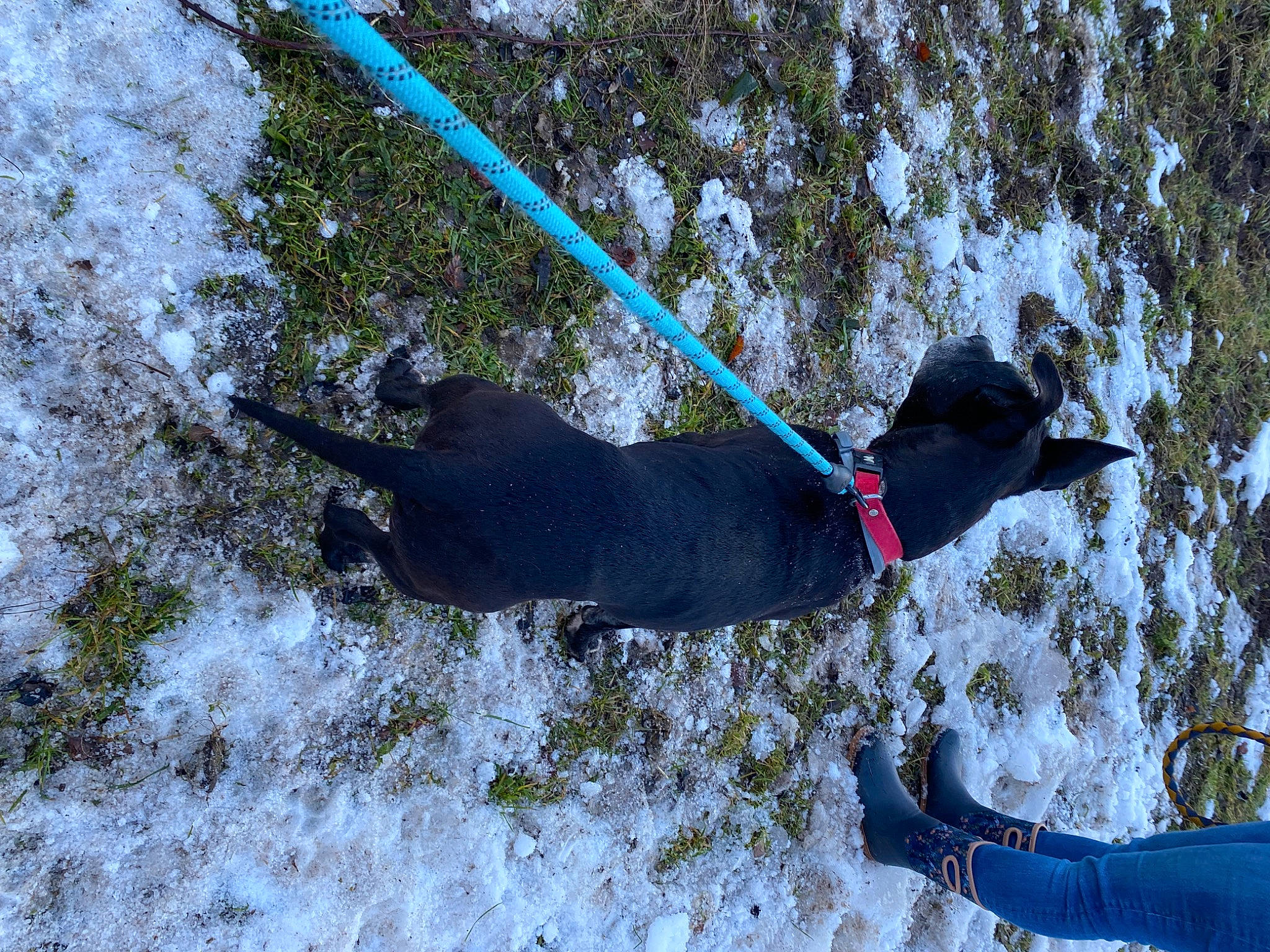 Paco participe au concours pour gagner de l'argent avec cette photo : adventure, canidae, carnivore, collar, dog, dog_breed, dog_collar, dog_supply, freezing, pet_supply, plant, recreation, slope, snow, sporting_group, sports_equipment, tail, tree, winter, working_dog