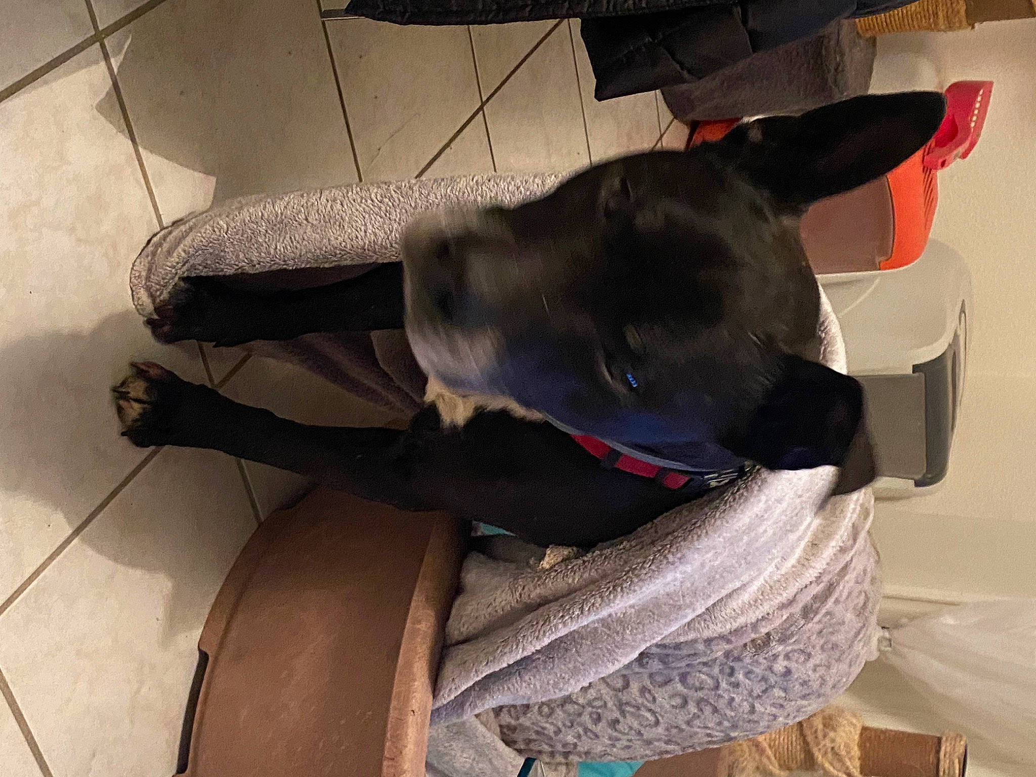 Paco a rejoint le concours — aidez-le/la à gagner de superbes lots ! borador, carnivore, collar, comfort, companion_dog, dog, dog_breed, dog_collar, fawn, felidae, flooring, fur, grey, guard_dog, personal_protective_equipment, small_to_medium_sized_cats, sporting_group, tail, whiskers, working_animal