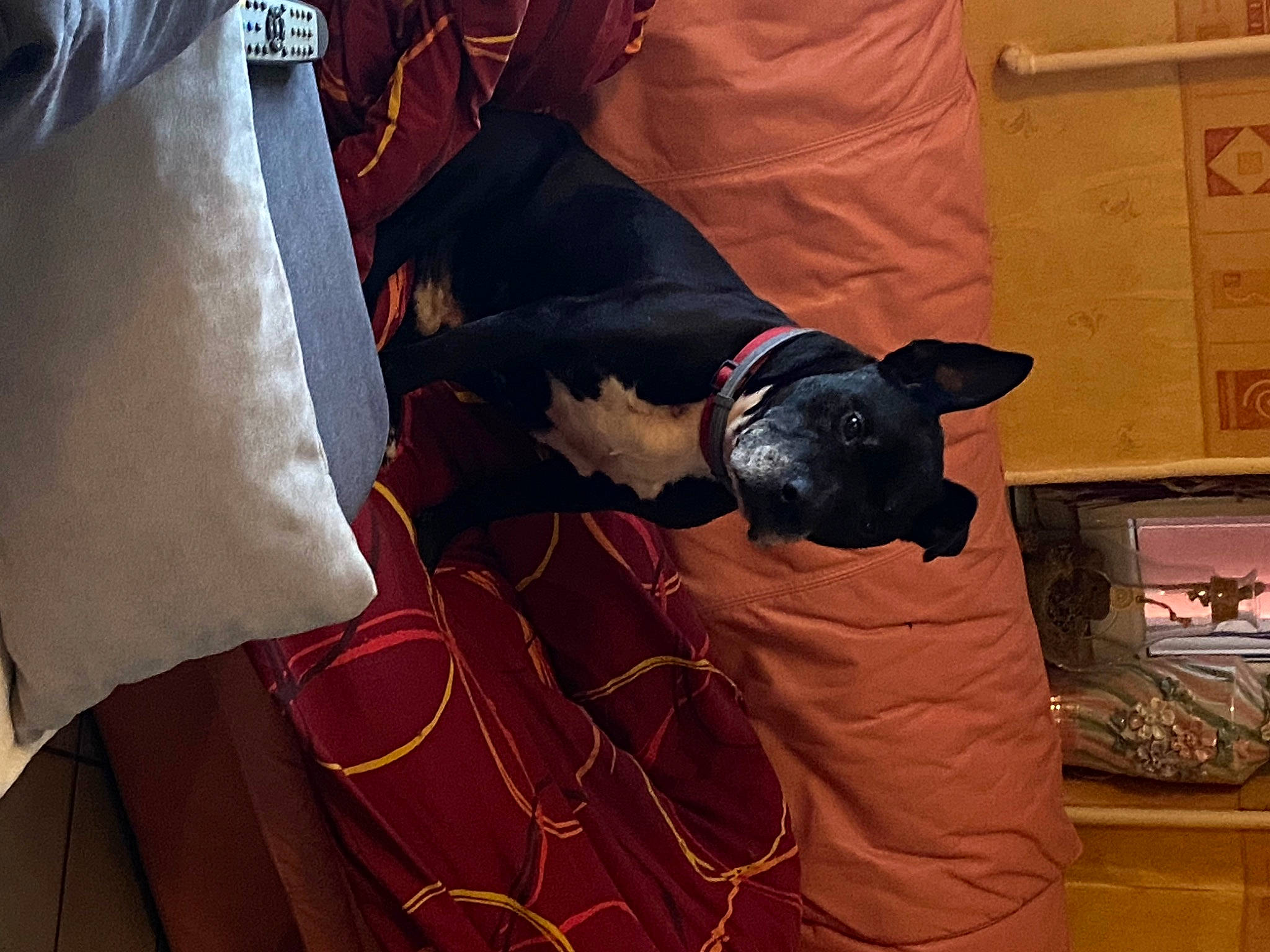 Paco participe au concours pour gagner de l'argent avec cette photo : bed, canidae, carmine, carnivore, comfort, companion_dog, couch, dog, dog_breed, dog_supply, fawn, flooring, guard_dog, human_leg, linens, sporting_group, tail, tints_and_shades, toy_dog, working_animal