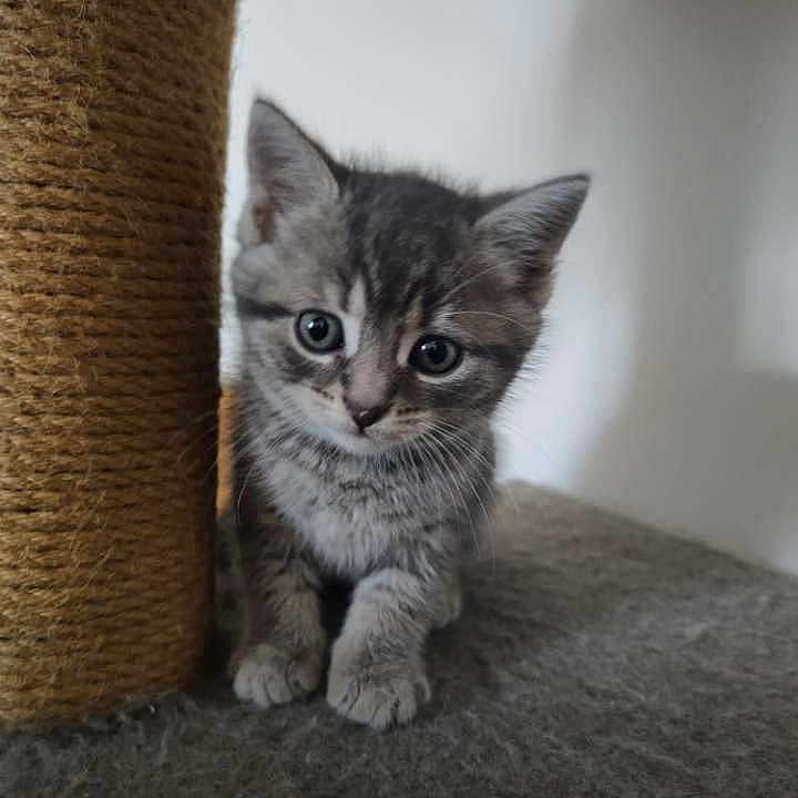 Sky a rejoint le concours — aidez-le/la à gagner de superbes lots ! abyssinian, angora, animal, cat, kitten, manx, pet