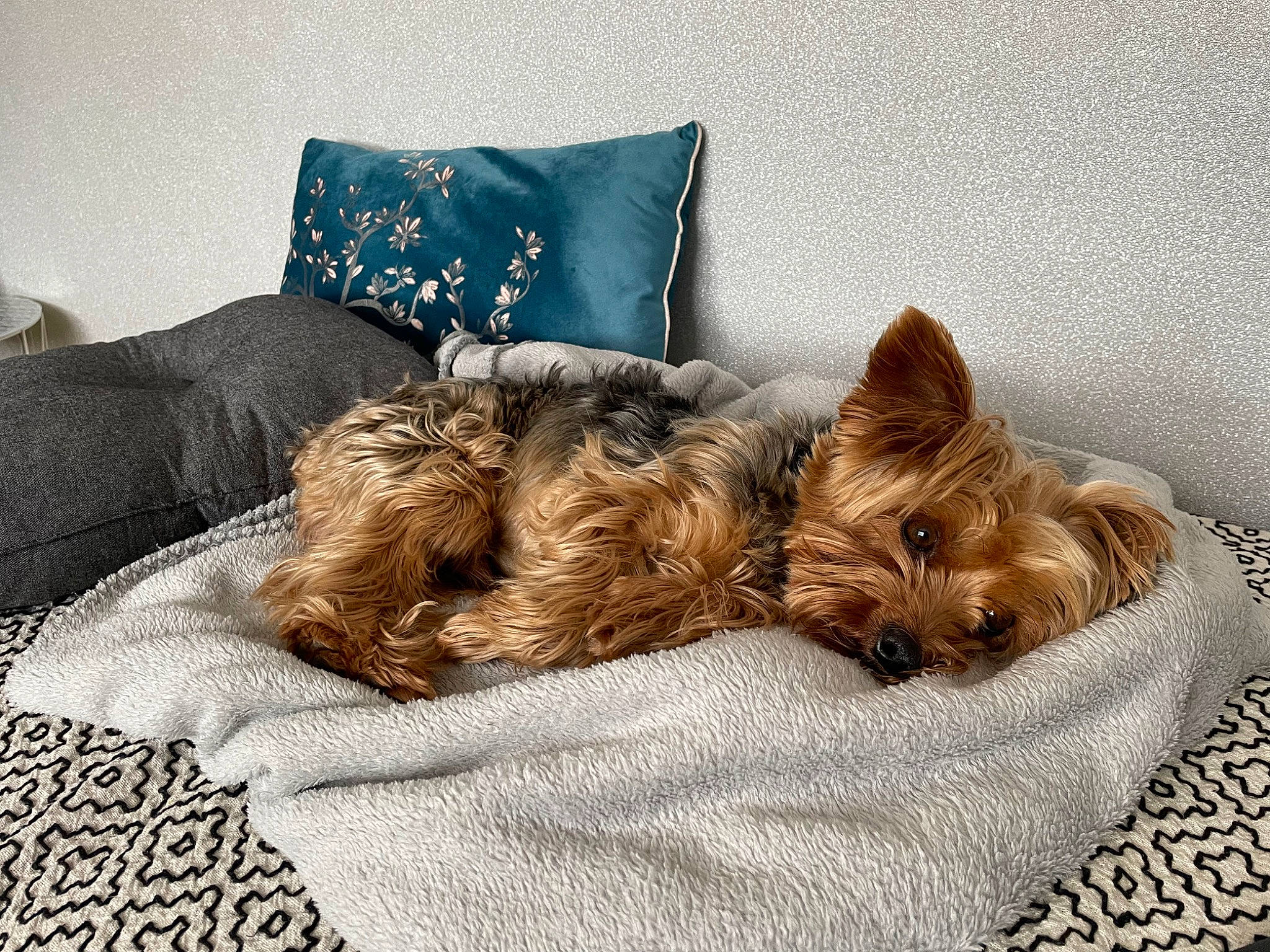 Nestor a rejoint le concours — aidez-le/la à gagner de superbes lots ! canidae, carnivore, comfort, companion_dog, dog, dog_breed, dog_supply, fur, home_accessories, liver, paw, small_terrier, sporting_group, terrestrial_animal, terrier, throw_pillow, toy_dog, working_animal, yorkipoo, yorkshire_terrier