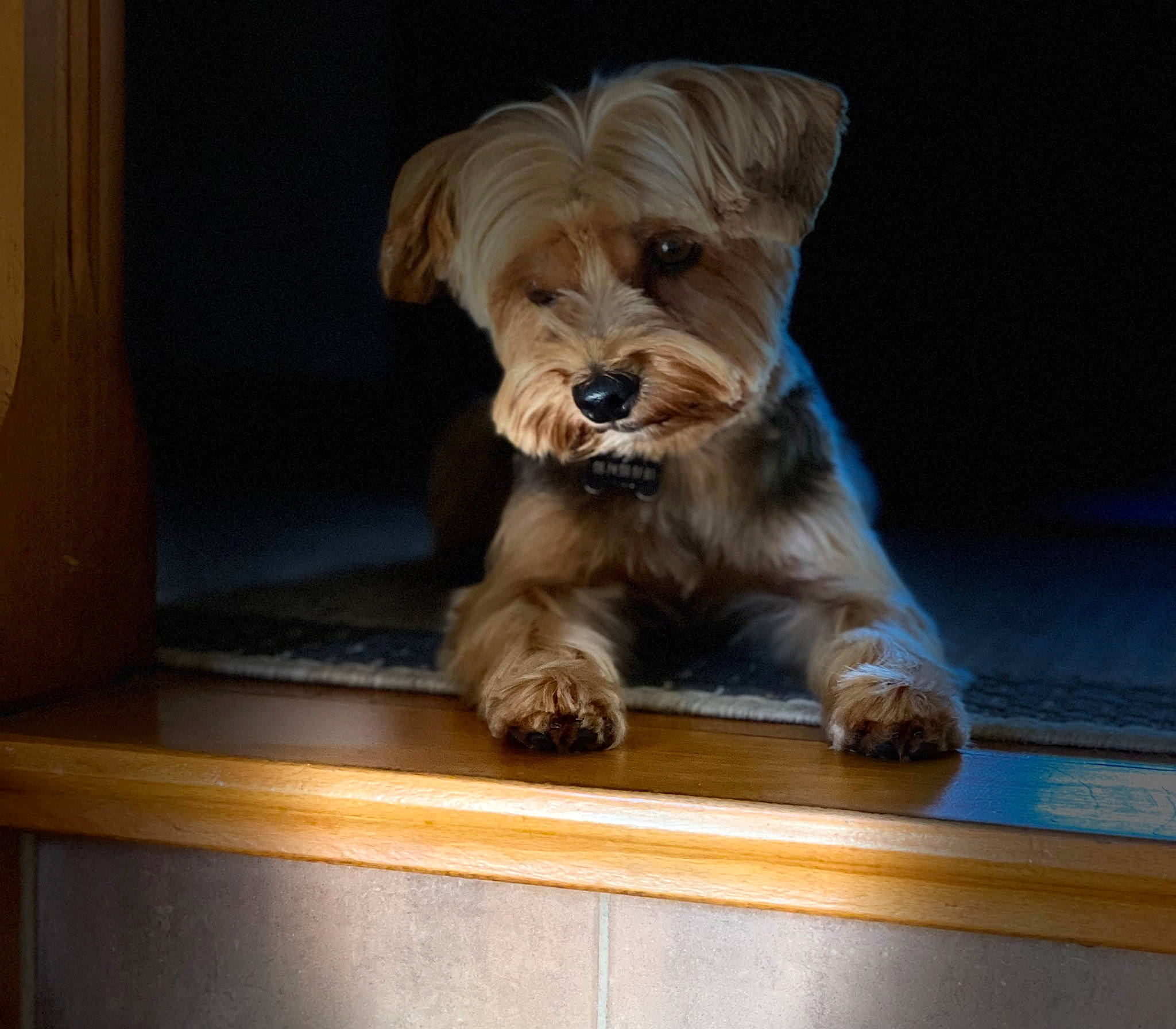 Nestor a rejoint le concours — aidez-le/la à gagner de superbes lots ! biewer_terrier, canidae, carnivore, companion_dog, dog, dog_breed, dog_supply, fawn, hardwood, liver, puppy, small_terrier, snout, sporting_group, terrestrial_animal, terrier, toy, toy_dog, wood, working_animal