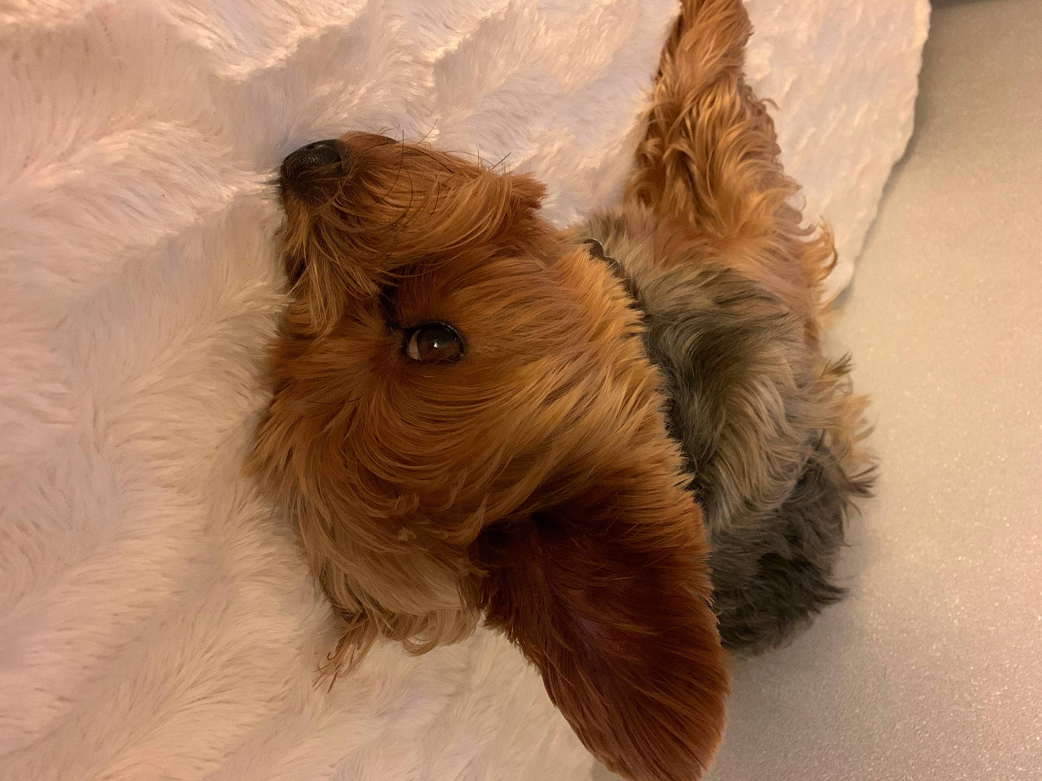 Nestor a rejoint le concours — aidez-le/la à gagner de superbes lots ! ancient_dog_breeds, canidae, carnivore, companion_dog, dog, dog_breed, dog_supply, fawn, felidae, fur, liver, small_to_medium_sized_cats, sporting_group, terrestrial_animal, terrier, toy, toy_dog, whiskers, wood, working_animal