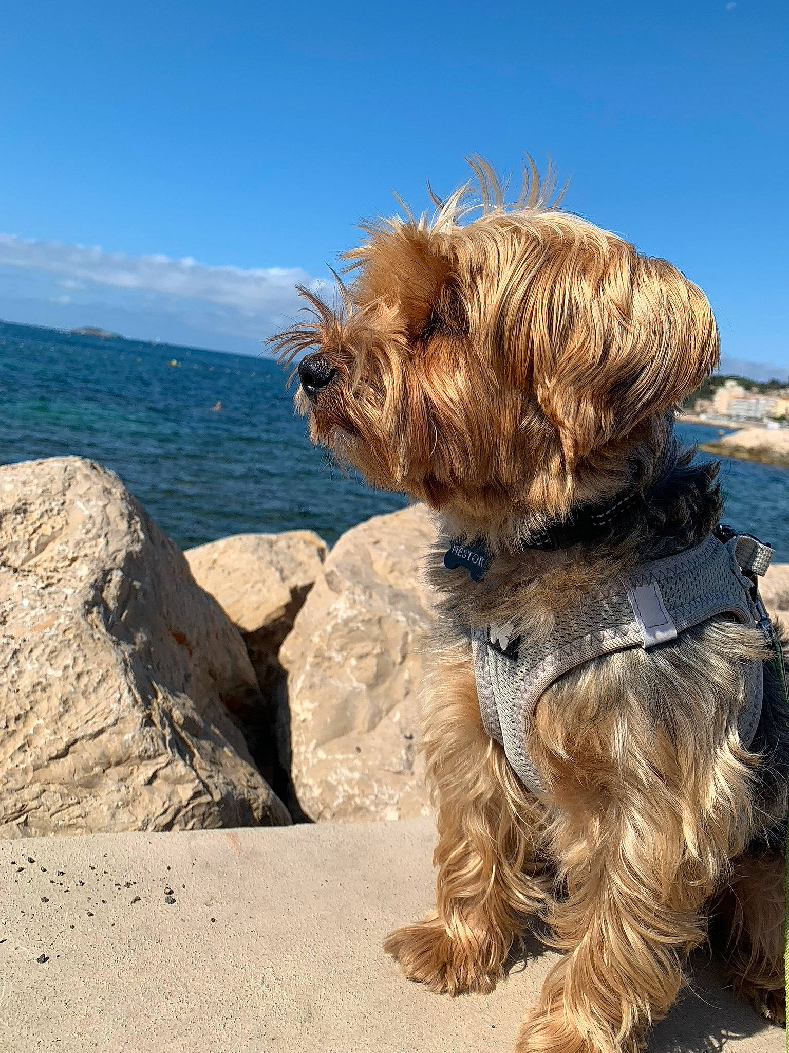 Nestor a rejoint le concours — aidez-le/la à gagner de superbes lots ! beach, canidae, carnivore, cloud, coast, companion_dog, dog, dog_breed, dog_clothes, dog_supply, lake, liver, ocean, sand, sky, small_terrier, sporting_group, terrier, toy_dog, water