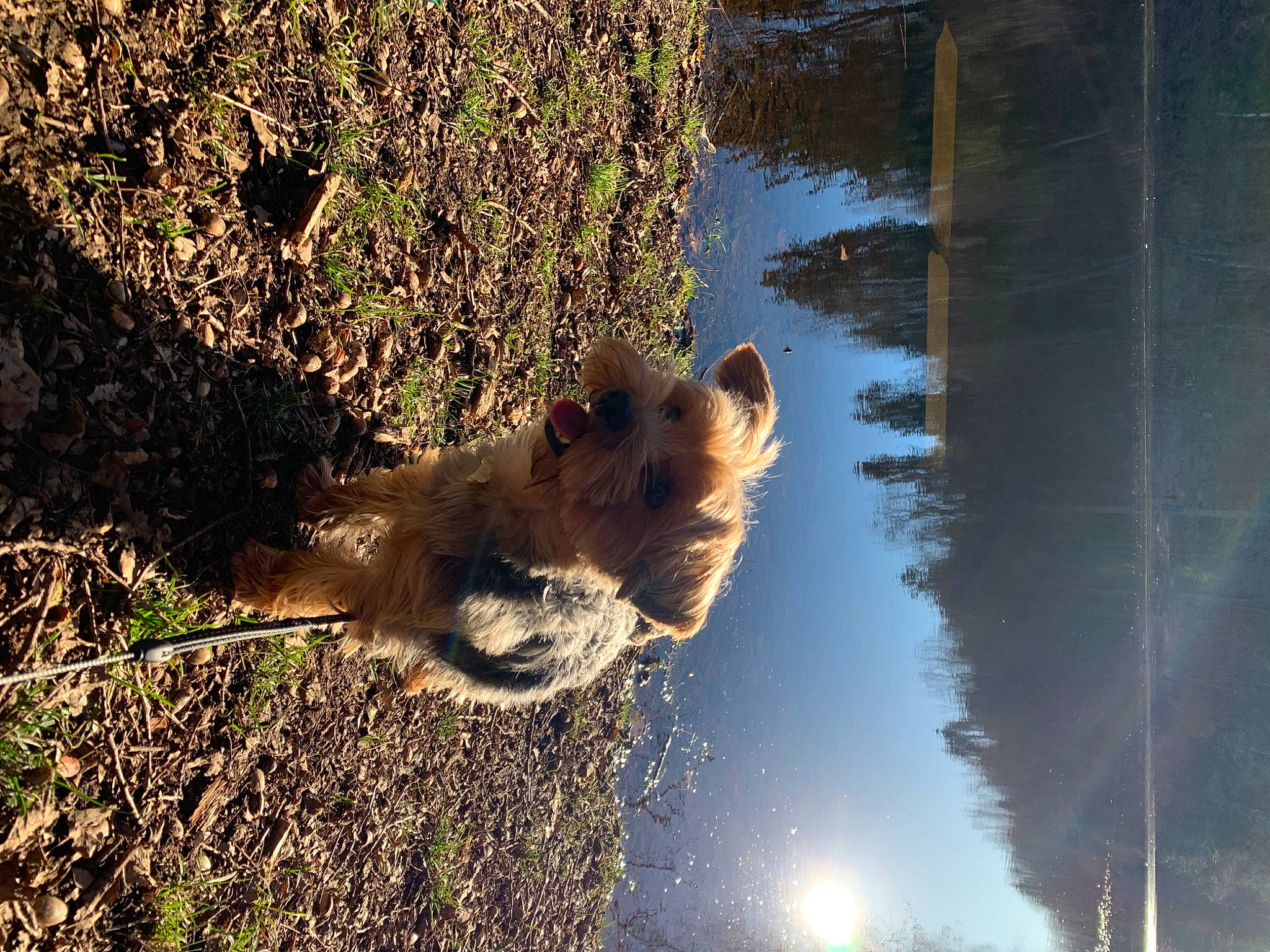 Nestor participe au concours pour gagner de l'argent avec cette photo : branch, canidae, carnivore, dog, dog_breed, fawn, organism, plant, reflection, sky, snout, sporting_group, sunlight, tail, tints_and_shades, tree, trunk, twig, water, wood