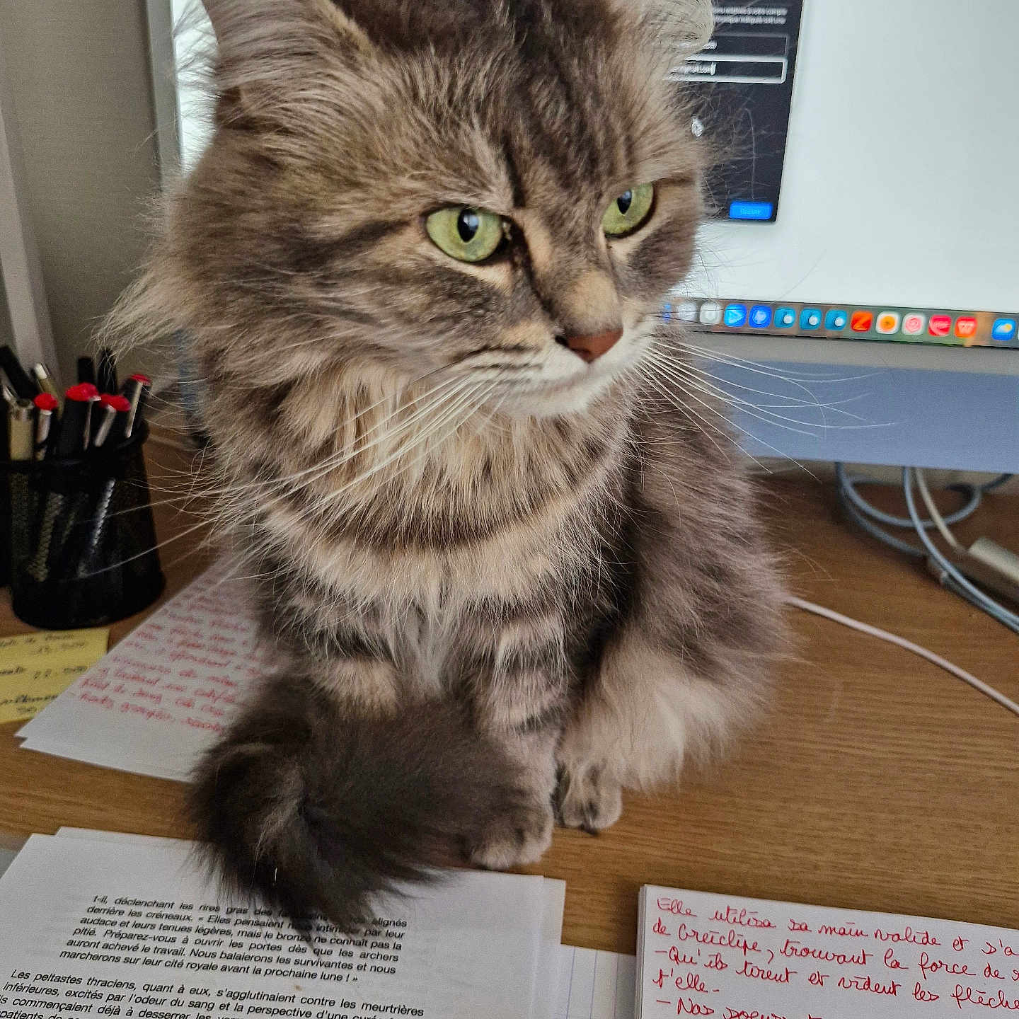 Olive participe au concours pour gagner de l'argent avec cette photo : cat, tabby_cat, green_eyes, fluffy_fur, desk, papers, keyboard, computer_monitor, home_office, stationery, pen_holder, wooden_surface, indoor, pet, close_up, sitting, curious, feline, fur, whiskers