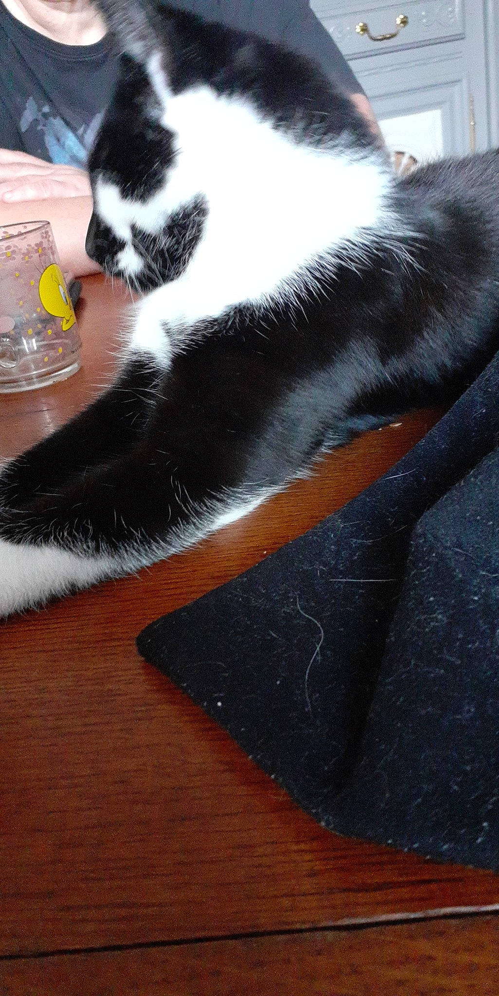 Sirius a rejoint le concours — aidez-le/la à gagner de superbes lots ! carnivore, cat, cat_supply, claw, comfort, domestic_short_haired_cat, felidae, flooring, fur, hardwood, paw, small_to_medium_sized_cats, snout, tail, terrestrial_animal, whiskers, wood