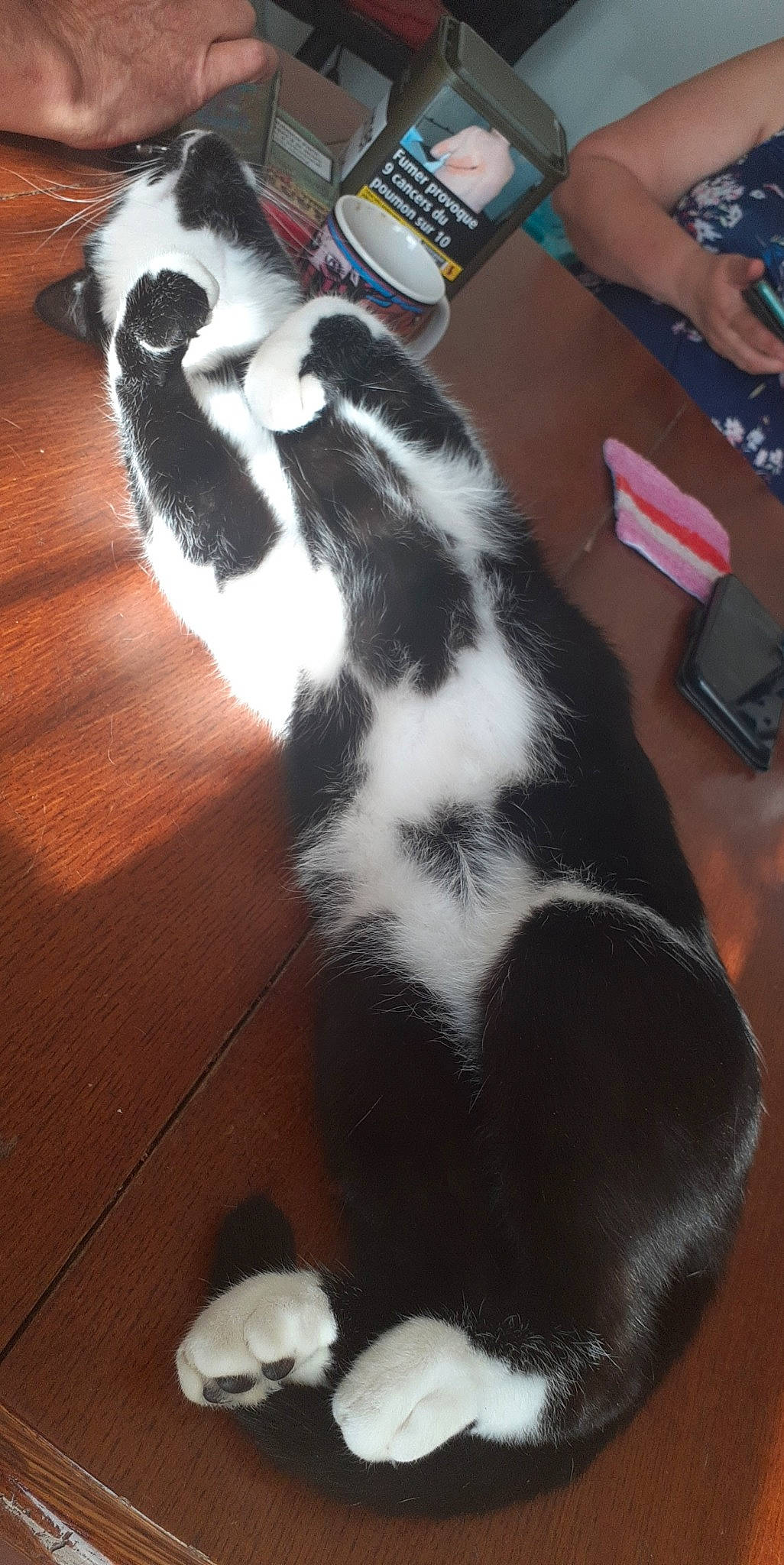 Sirius a rejoint le concours — aidez-le/la à gagner de superbes lots ! canidae, carnivore, cat, claw, comfort, dog_breed, felidae, flooring, foot, fur, hardwood, mammal, paw, small_to_medium_sized_cats, sporting_group, tail, terrestrial_animal, vertebrate, whiskers, wood