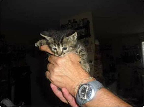 Jamaïque participe au concours pour gagner de l'argent avec cette photo : carnivore, cat, claw, comfort, darkness, domestic_short_haired_cat, fashion_accessory, felidae, finger, fur, gesture, nail, paw, photo_caption, small_to_medium_sized_cats, terrestrial_animal, watch, whiskers, wildlife, wrist