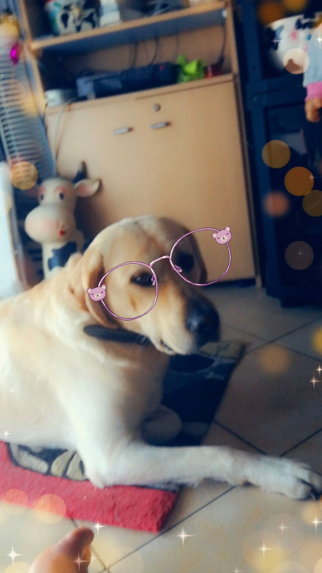 Lucky a rejoint le concours — aidez-le/la à gagner de superbes lots ! carnivore, chihuahua, collar, companion_dog, dog, dog_breed, dog_supply, eyewear, fawn, fur, goggles, pet_supply, snapshot, sporting_group, stuffed_toy, toy, toy_dog, vision_care, white, working_animal