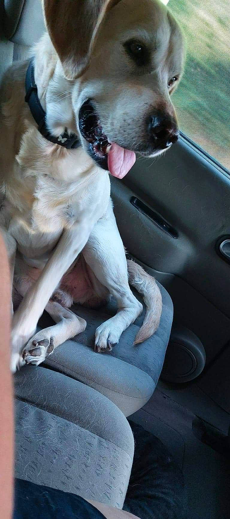 Lucky participe au concours pour gagner de l'argent avec cette photo : auto_part, automotive_exterior, canidae, carnivore, collar, comfort, companion_dog, dog, dog_breed, dog_collar, fawn, paw, snout, sporting_group, tail, terrestrial_animal, vehicle, vehicle_door, whiskers, working_animal