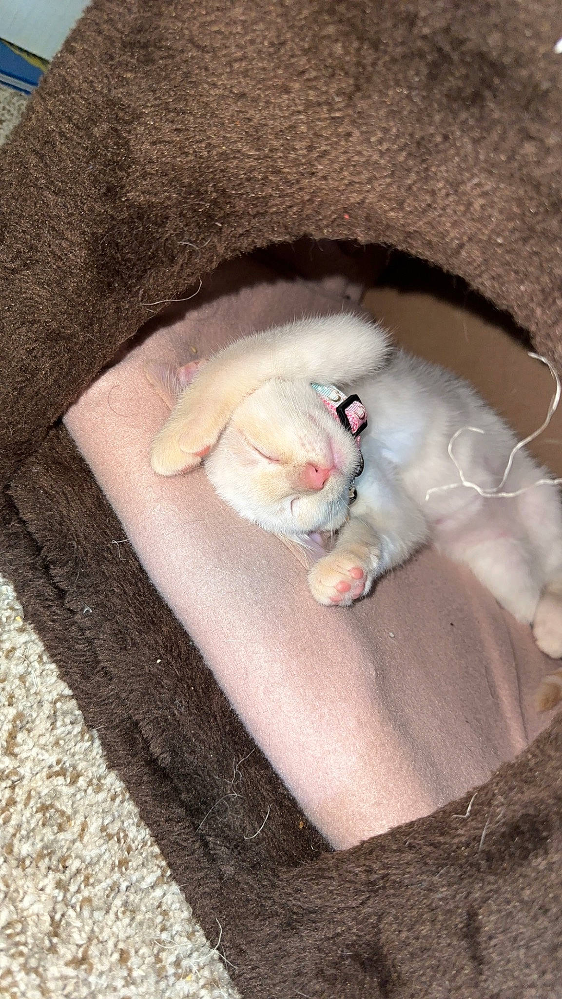 Bubbles is registered to the contest to win money with this photo: carnivore, cat, cat_bed, cat_supply, comfort, companion_dog, dog_breed, domestic_short_haired_cat, fawn, felidae, fur, mammal, nap, paw, small_to_medium_sized_cats, snout, tail, vertebrate, whiskers, wool