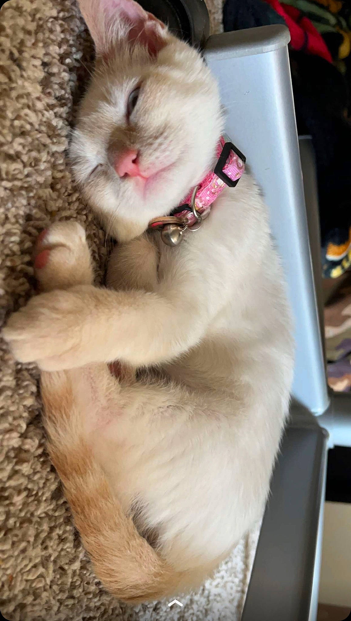 Bubbles is registered to the contest to win money with this photo: canidae, carnivore, cat, claw, collar, companion_dog, domestic_short_haired_cat, fawn, felidae, fur, paw, small_to_medium_sized_cats, snout, tail, thai, whiskers