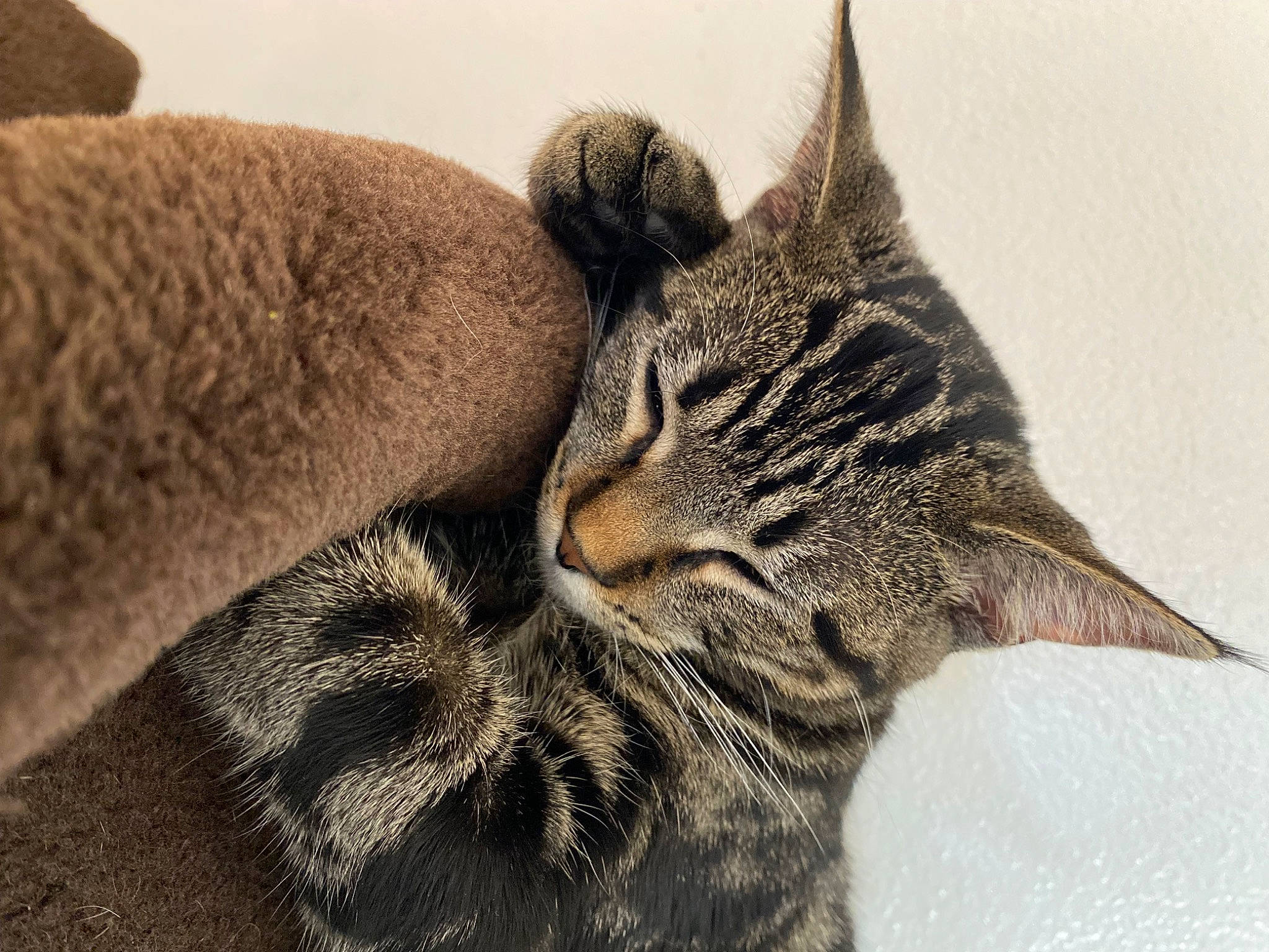 Eleven joined the competition — help win amazing prizes! carnivore, cat, claw, comfort, domestic_short_haired_cat, felidae, fur, gesture, human_leg, nap, paw, sleep, small_to_medium_sized_cats, snout, tail, terrestrial_animal, whiskers, wildlife