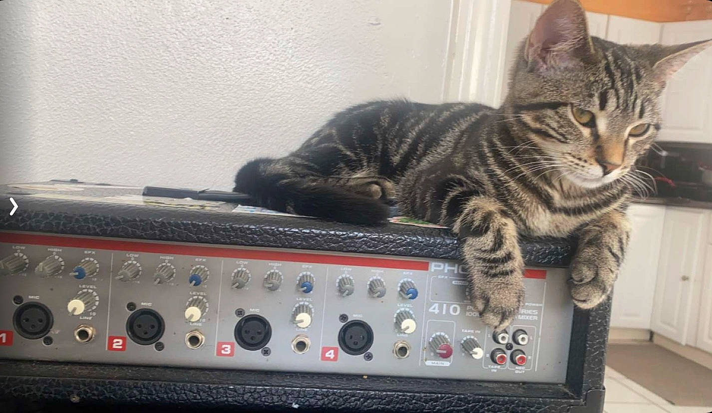 Eleven joined the competition — help win amazing prizes! audio_equipment, carnivore, cat, communication_device, domestic_short_haired_cat, electronic_instrument, felidae, fur, gadget, home_appliance, machine, multimedia, musical_instrument, musical_instrument_accessory, output_device, paw, small_to_medium_sized_cats, whiskers