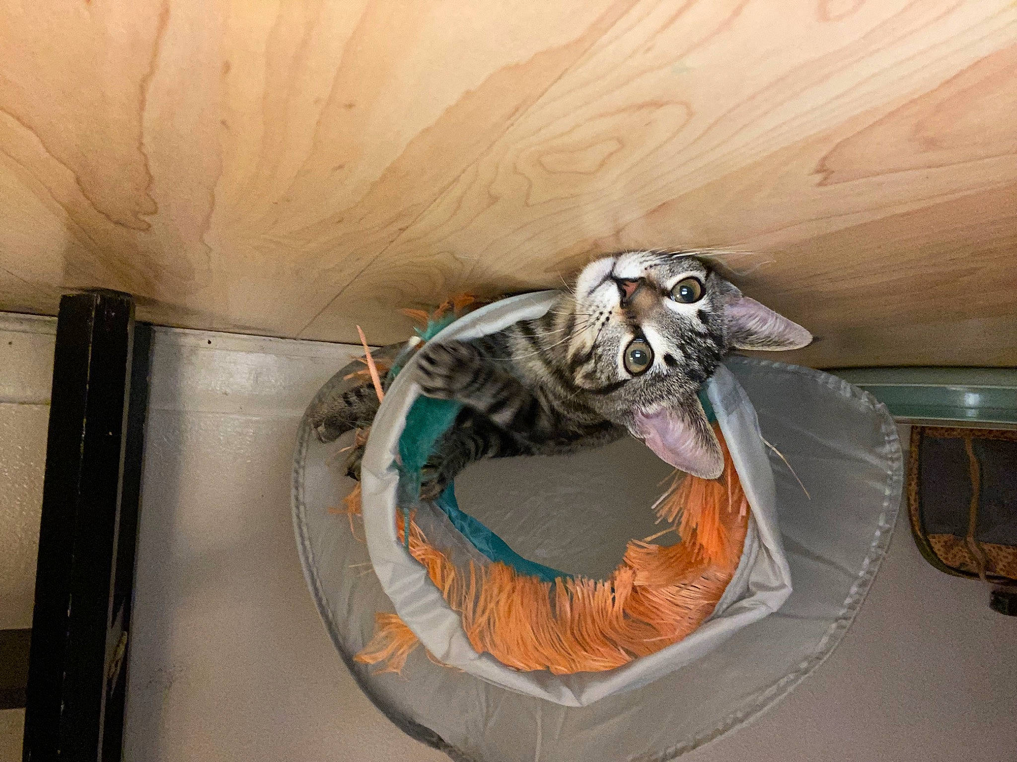 Eleven is registered to the contest to win money with this photo: art, ceiling, circle, jaw, reptile, room, scaled_reptile, tail, tourist_attraction, visual_arts, window, wood