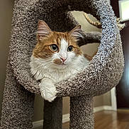 West is registered to the contest to win money with this photo: carpeted, cat, cat_tree, cozy, curious, domestic_animal, eyes, feline, fluffy, fur, home, indoor, looking_away, orange_and_white, paw, perch, pet, relaxed, whiskers, wooden_floor