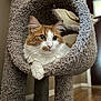 carpeted, cat, cat_tree, cozy, curious, domestic_animal, eyes, feline, fluffy, fur, home, indoor, looking_away, orange_and_white, paw, perch, pet, relaxed, whiskers, wooden_floor