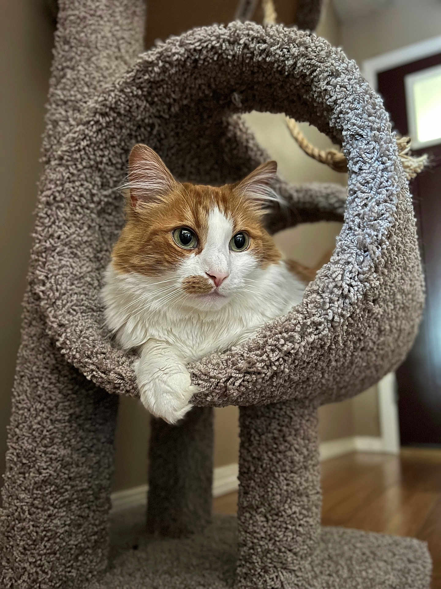 West is registered to the contest to win money with this photo: carpeted, cat, cat_tree, cozy, curious, domestic_animal, eyes, feline, fluffy, fur, home, indoor, looking_away, orange_and_white, paw, perch, pet, relaxed, whiskers, wooden_floor