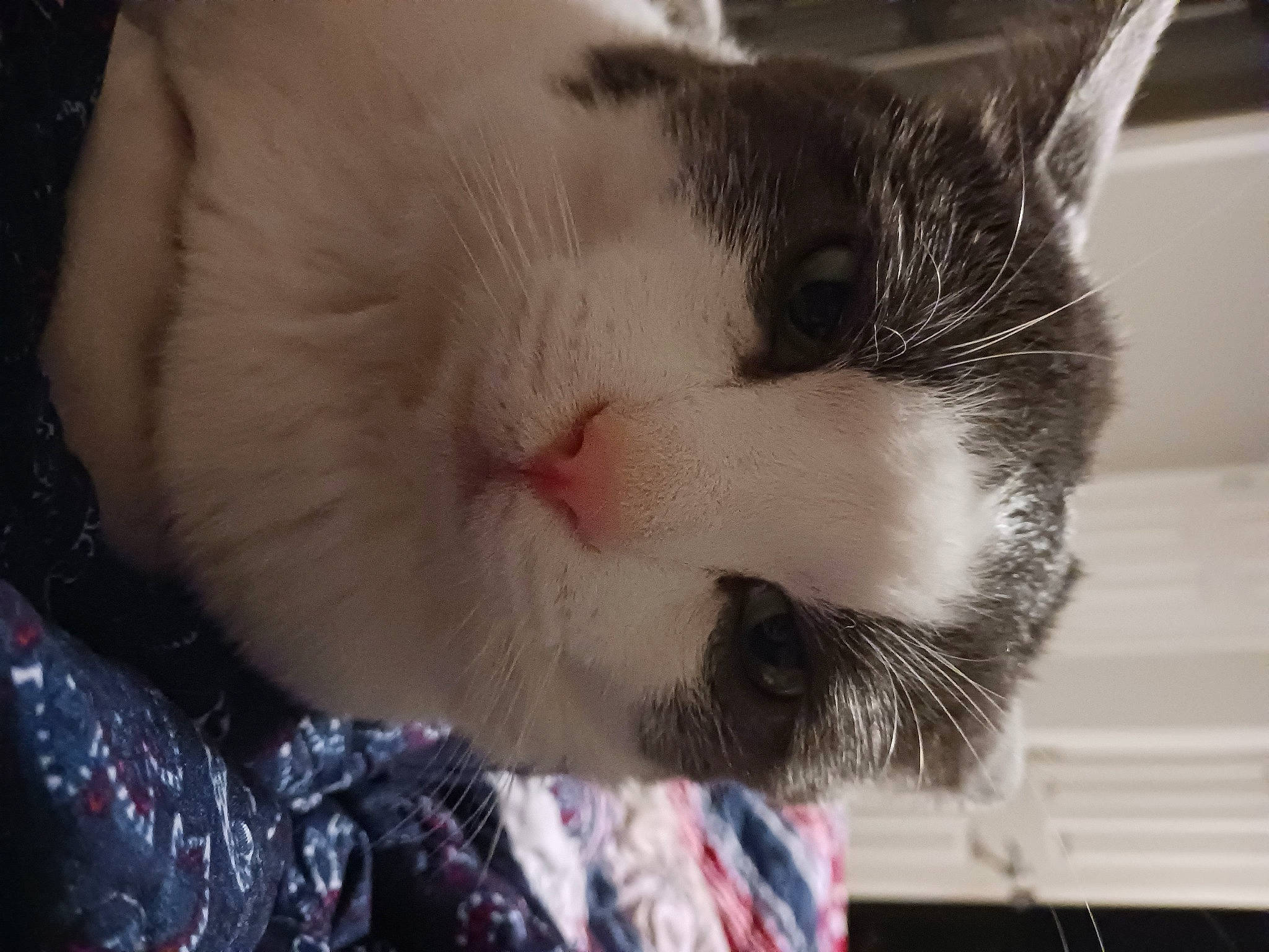 Elmer is registered to the contest to win money with this photo: carnivore, cat, claw, collar, comfort, domestic_short_haired_cat, ear, eye, felidae, fur, head, paw, small_to_medium_sized_cats, snout, tail, whiskers