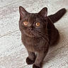 cat, kitten, brown_fur, golden_eyes, whiskers, upright_ears, long_tail, sitting, indoor, tile_floor, portrait, close_up, animal, pet, domestic_cat, fluffy, alert, looking_at_camera, chocolate_brown, cute