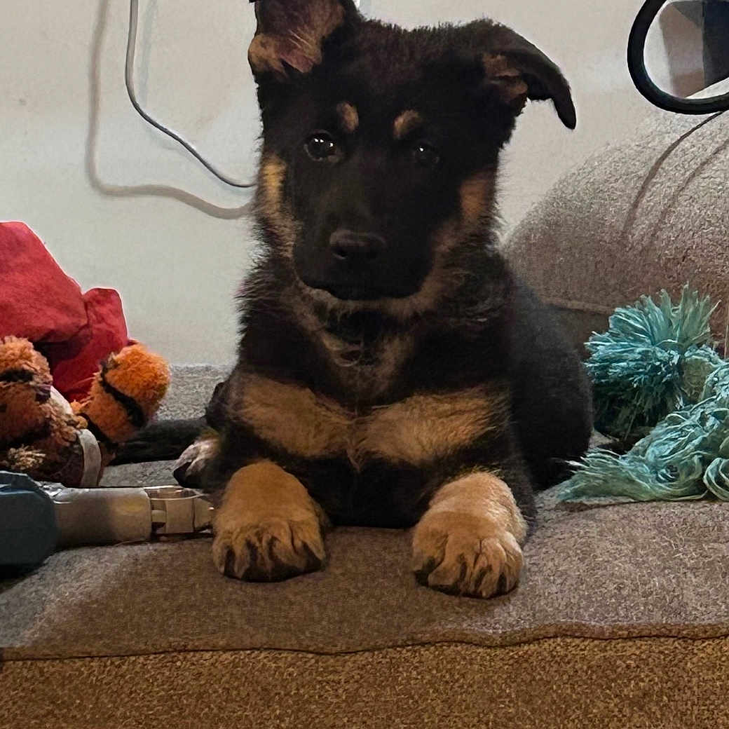 Nala joined the competition — help win amazing prizes! puppy, german_shepherd, dog, pet, couch, indoor, toy, blanket, brown, black, fur, ears, paw, cute, animal, young, resting, looking, home, cozy