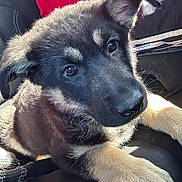 Nala is registered to the contest to win money with this photo: puppy, dog, german_shepherd, close_up, pet, animal, fur, ears, eyes, car_seat, indoor, resting, cute, young, black_fur, tan_fur, canine, companion, domestic_animal, portrait