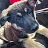 puppy, dog, german_shepherd, close_up, pet, animal, fur, ears, eyes, car_seat, indoor, resting, cute, young, black_fur, tan_fur, canine, companion, domestic_animal, portrait