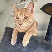 Sigma is registered to the contest to win money with this photo: amber_eyes, animal, cat, cat_tree, closeup, cozy, curious, domestic_cat, feline, fur, household, indoor, orange_tabby, paws, pet, portrait, relaxed, resting, soft_texture, whiskers