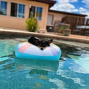 Bailey is registered to the contest to win money with this photo: dog, puppy, pool, inflatable_float, water, outdoor, sunny, sky, clouds, backyard, relaxing, small_dog, resting, summer, pet, animal, colorful, daytime, house, peaceful