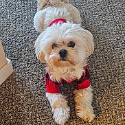 Wrigley joined the competition — help win amazing prizes! dog, white_dog, small_dog, pet, indoor, carpet, red_sweater, checkered_sweater, cute, fluffy, stretching, animal, mammal, fur, canine, domestic_animal, looking_at_camera, front_paws, tail, cozy