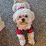 dog, white_dog, small_dog, pet, indoor, carpet, red_sweater, checkered_sweater, cute, fluffy, stretching, animal, mammal, fur, canine, domestic_animal, looking_at_camera, front_paws, tail, cozy