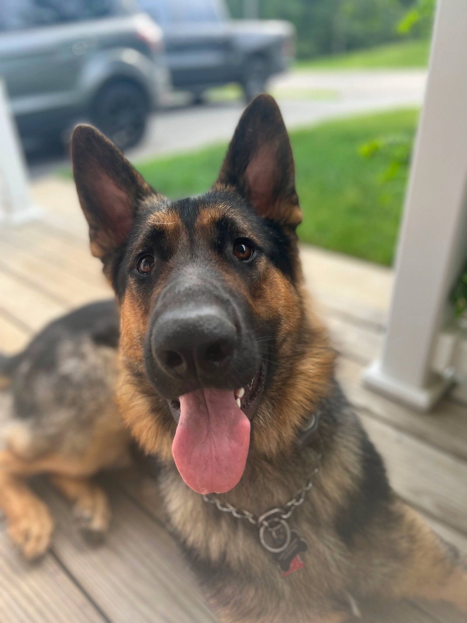 Riggs joined the competition — help win amazing prizes! car, carnivore, companion_dog, dog, dog_breed, east_european_shepherd, fawn, german_shepherd_dog, grass, guard_dog, herding_dog, king_shepherd, old_german_shepherd_dog, plant, snout, sporting_group, tire, vehicle, wheel, working_dog