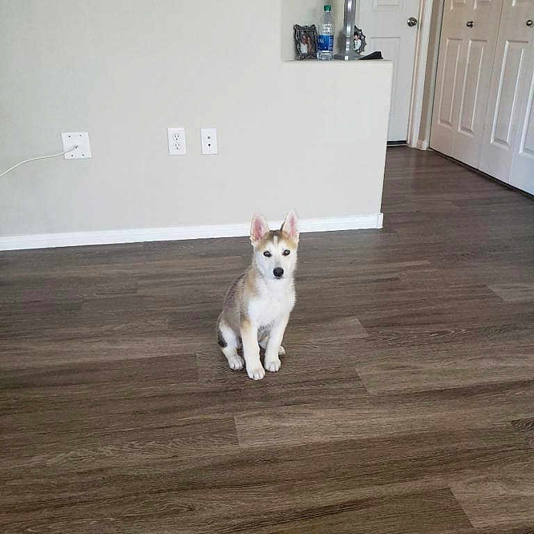 Freya joined the competition — help win amazing prizes! animal, curious, cute, dog, domestic, door, ears, floor, household, husky, indoor, looking, minimalist, pet, puppy, sitting, small, wall, wooden_floor, young_dog