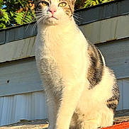 Whiskers joined the competition — help win amazing prizes! cat, tabby_cat, white_cat, outdoor, sunlight, roof, building, nature, greenery, sky, animal, pet, feline, whiskers, ears, sitting, daylight, closeup, portrait, fur