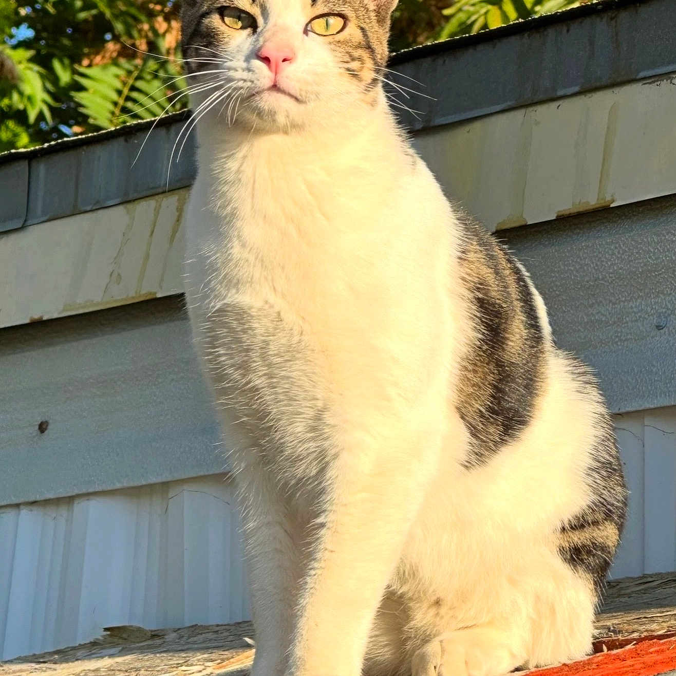 Whiskers