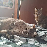Fifie a rejoint le concours — aidez-le/la à gagner de superbes lots ! abyssinian, animal, bed, bedroom, blanket, cat, couch, cushion, dormroom, furniture, homedecor, indoors, kitten, linen, manx, person, pet, quilt, room, sleeping