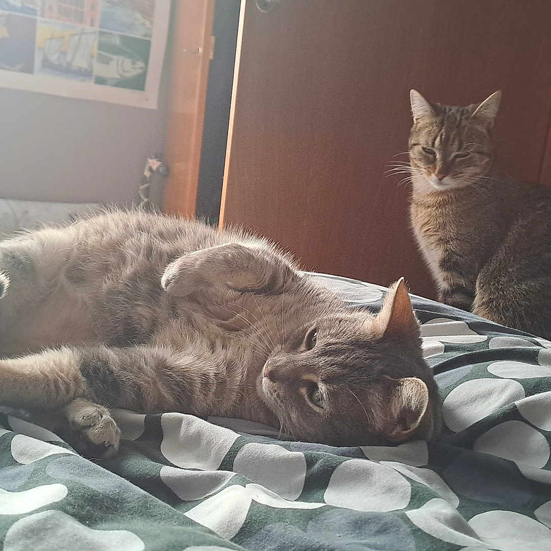 Fifie a rejoint le concours — aidez-le/la à gagner de superbes lots ! abyssinian, animal, bed, bedroom, blanket, cat, couch, cushion, dormroom, furniture, homedecor, indoors, kitten, linen, manx, person, pet, quilt, room, sleeping