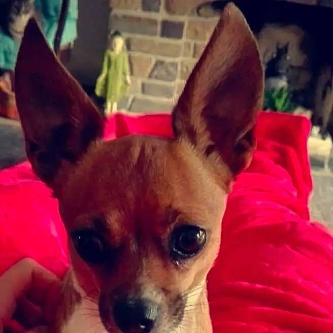 Bella participe au concours pour gagner de l'argent avec cette photo : canidae, carnivore, chihuahua, comfort, companion_dog, dog, dog_breed, dog_supply, ear, fawn, flowerpot, fur, hat, houseplant, plant, snout, sporting_group, toy_dog, whiskers, working_animal