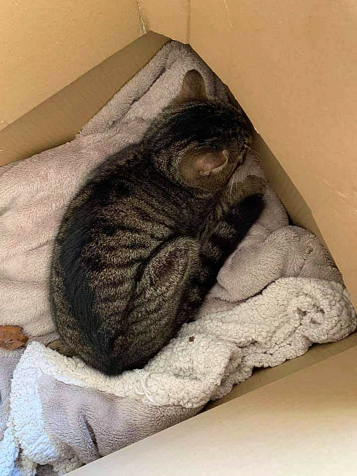 Petit Loup a rejoint le concours — aidez-le/la à gagner de superbes lots ! carnivore, cat, comfort, domestic_short_haired_cat, felidae, fur, grey, linens, nap, sleep, small_to_medium_sized_cats, tail, whiskers, wood