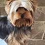 dog, yorkshire_terrier, pet, fur, ears, small_dog, animal, cute, indoor, floor, tile, brown, black, beige, portrait, standing, canine, hair, face, muzzle