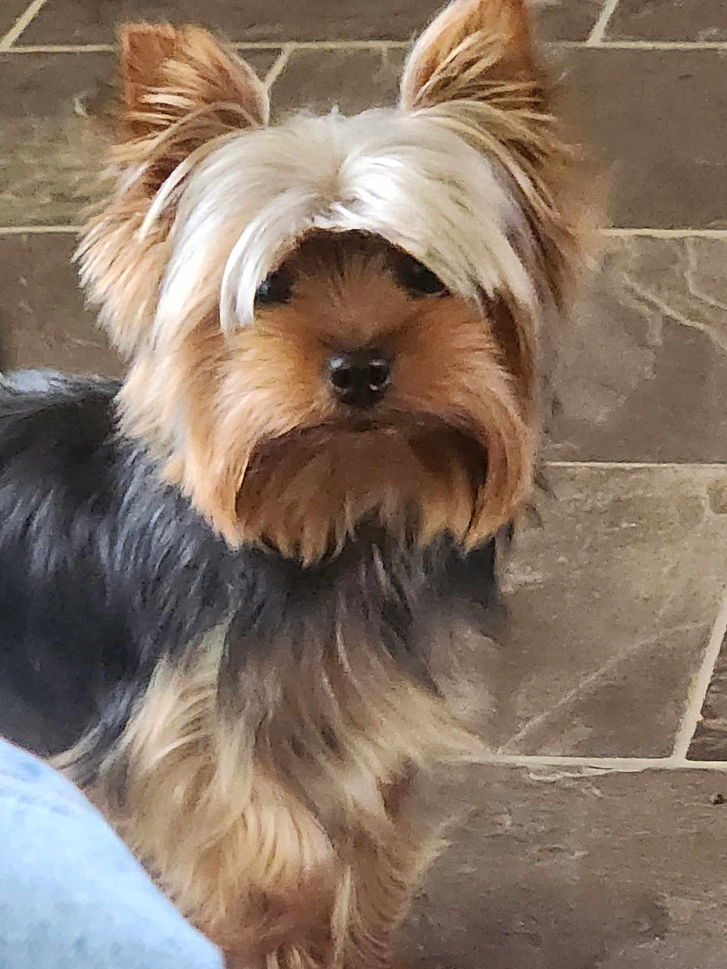 Sadie Bug