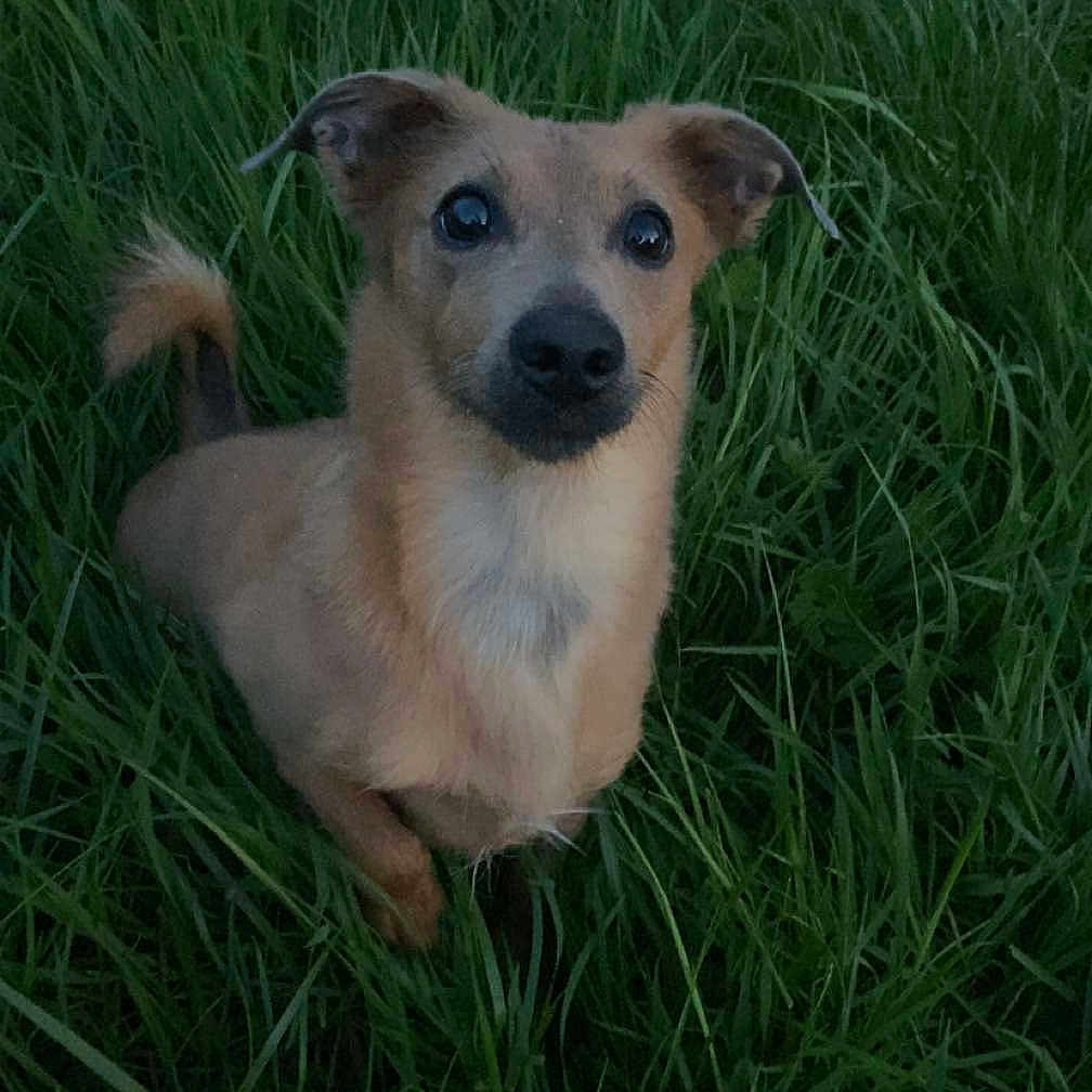 Tara participe au concours pour gagner de l'argent avec cette photo : animal, canine, chihuahua, dog, face, field, grass, grassland, green, head, herbal, herbs, lawn, nature, outdoors, person, pet, plant, puppy, vegetation
