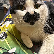 Gizmo joined the competition — help win amazing prizes! cat, black_and_white, close_up, pet, animal, whiskers, fur, face, nose, eyes, paw, resting, indoor, patterned_surface, colorful, cute, mustache_marking, domestic_cat, portrait, feline