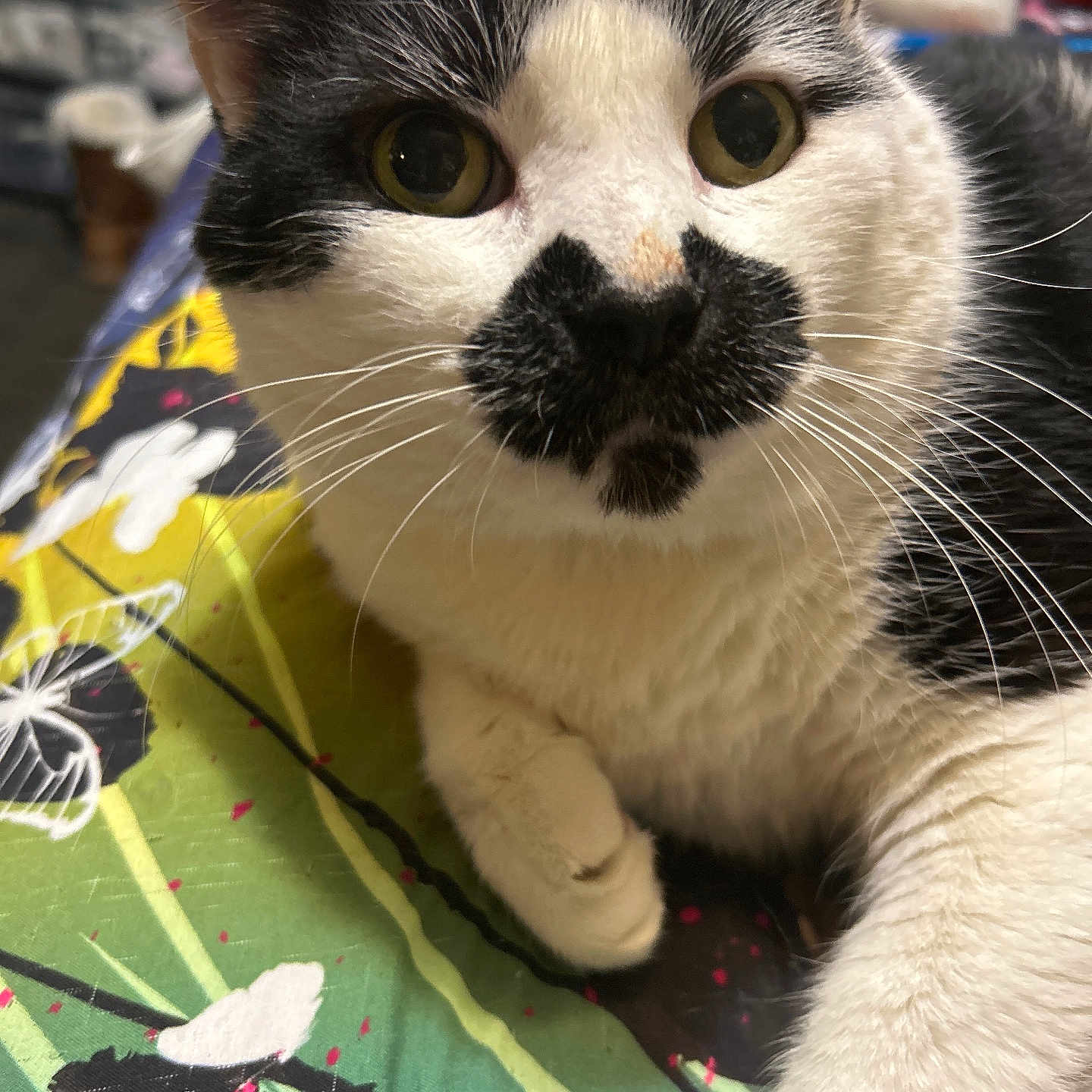 Gizmo joined the competition — help win amazing prizes! animal, black_and_white, cat, close_up, colorful, cute, domestic_cat, eyes, face, feline, fur, indoor, mustache_marking, nose, patterned_surface, paw, pet, portrait, resting, whiskers