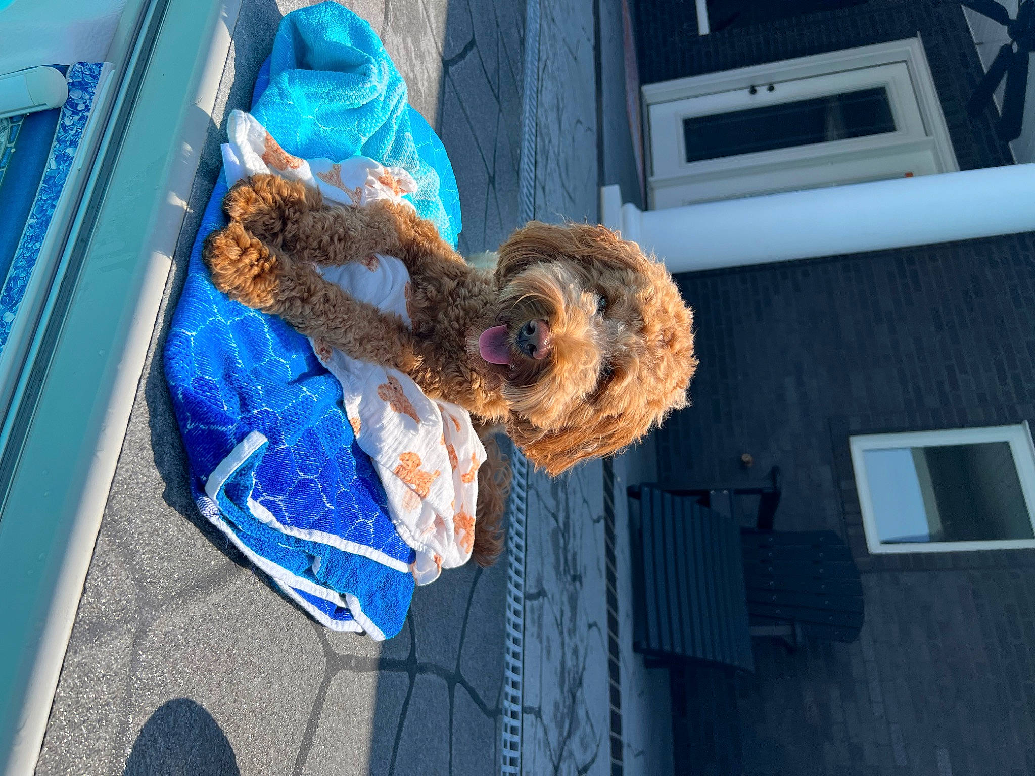 Kemba joined the competition — help win amazing prizes! blue, building, electric_blue, facade, finger_food, food, fur, gas, house, python_family, rope, rope_rhythmic_gymnastics, scaled_reptile, serpent, snack, snake, tree, window